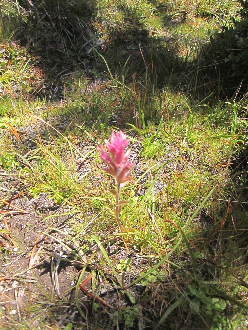 Lemmon's Indian Paintbrush photo 8