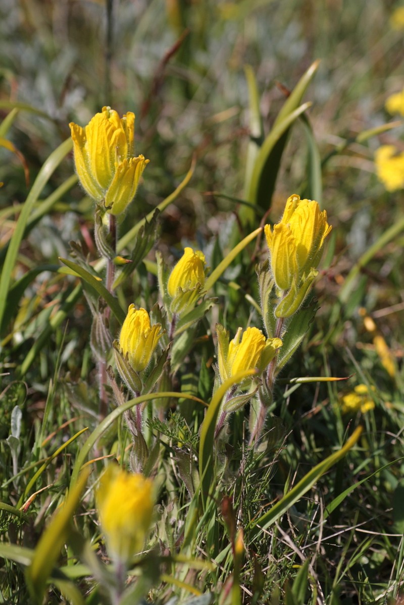 Golden Indian Paintbrush