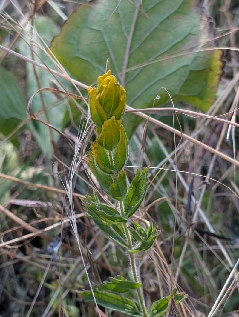 Golden Indian Paintbrush photo 2