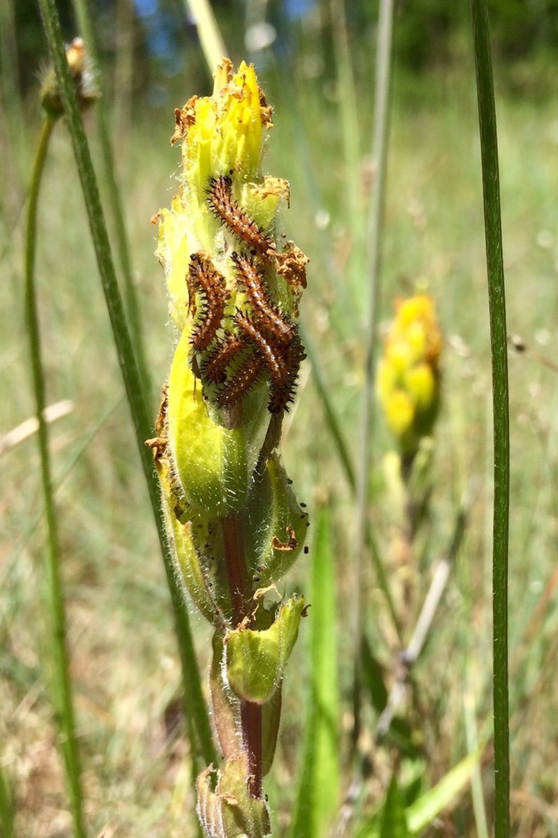 Golden Indian Paintbrush photo 3