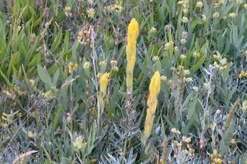 Golden Indian Paintbrush photo 4