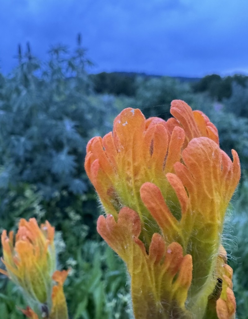 Golden Indian Paintbrush photo 5