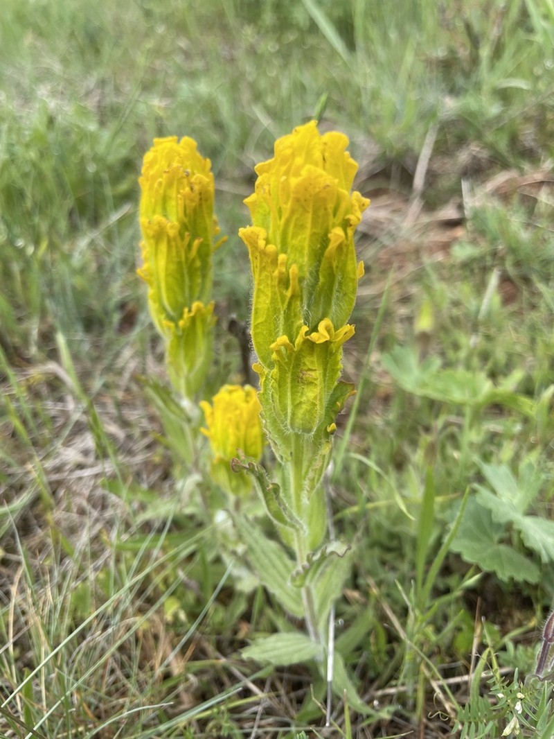 Golden Indian Paintbrush photo 6