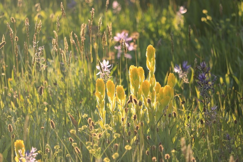 Golden Indian Paintbrush photo 7