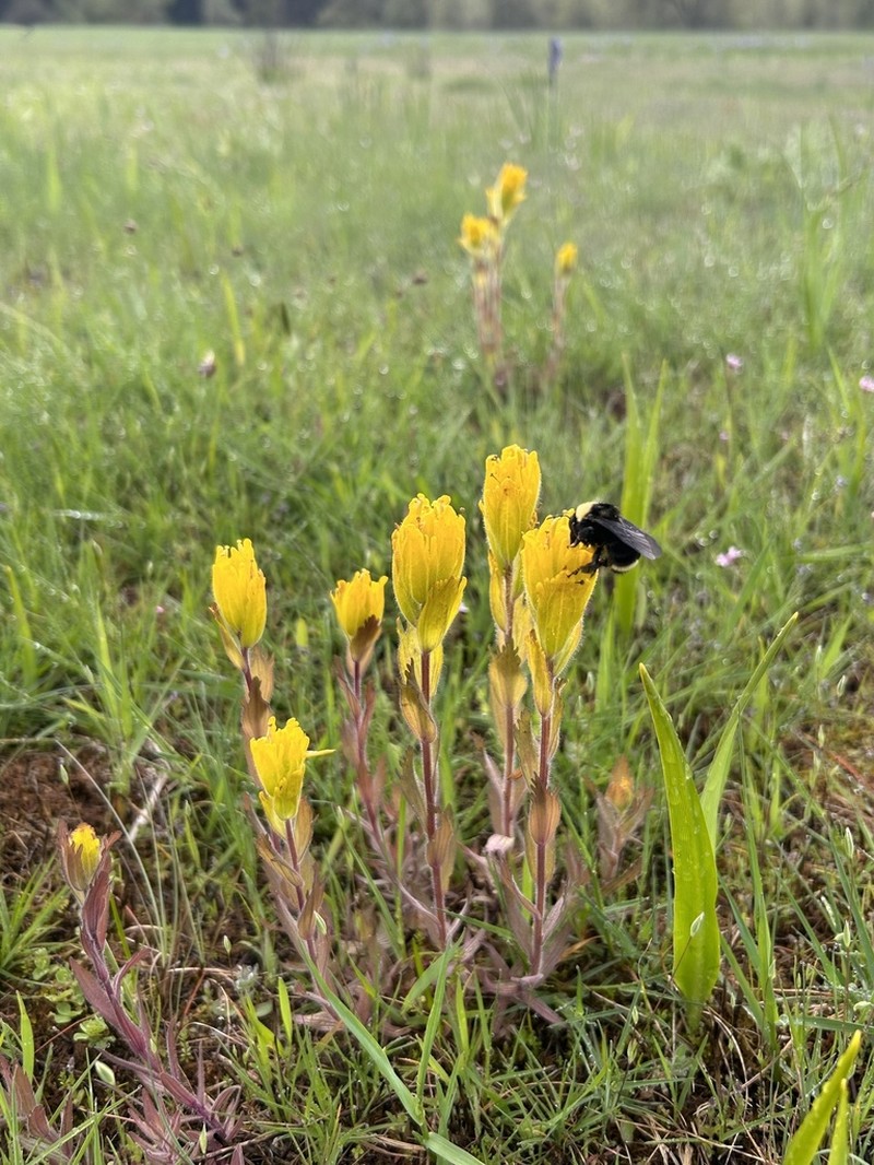 Golden Indian Paintbrush photo 8