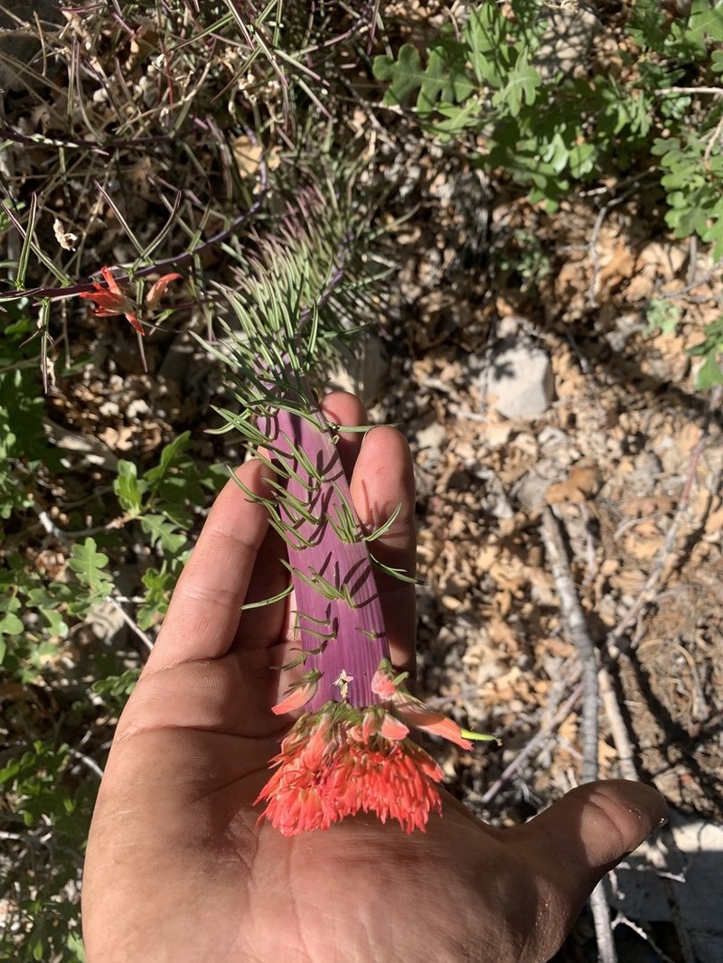 Wyoming Indian Paintbrush