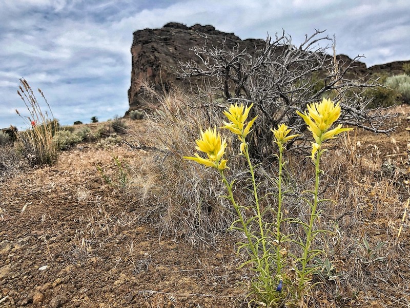 Wyoming Indian Paintbrush photo 2