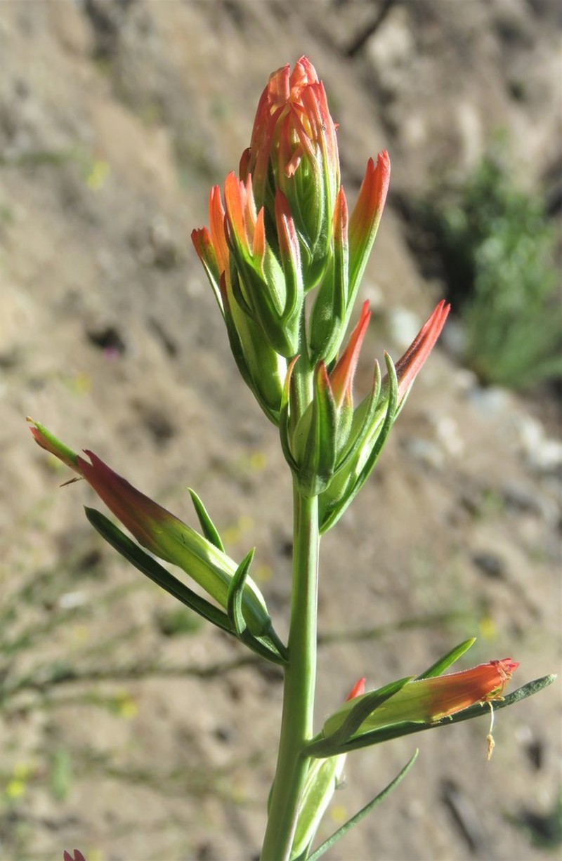 Wyoming Indian Paintbrush photo 3
