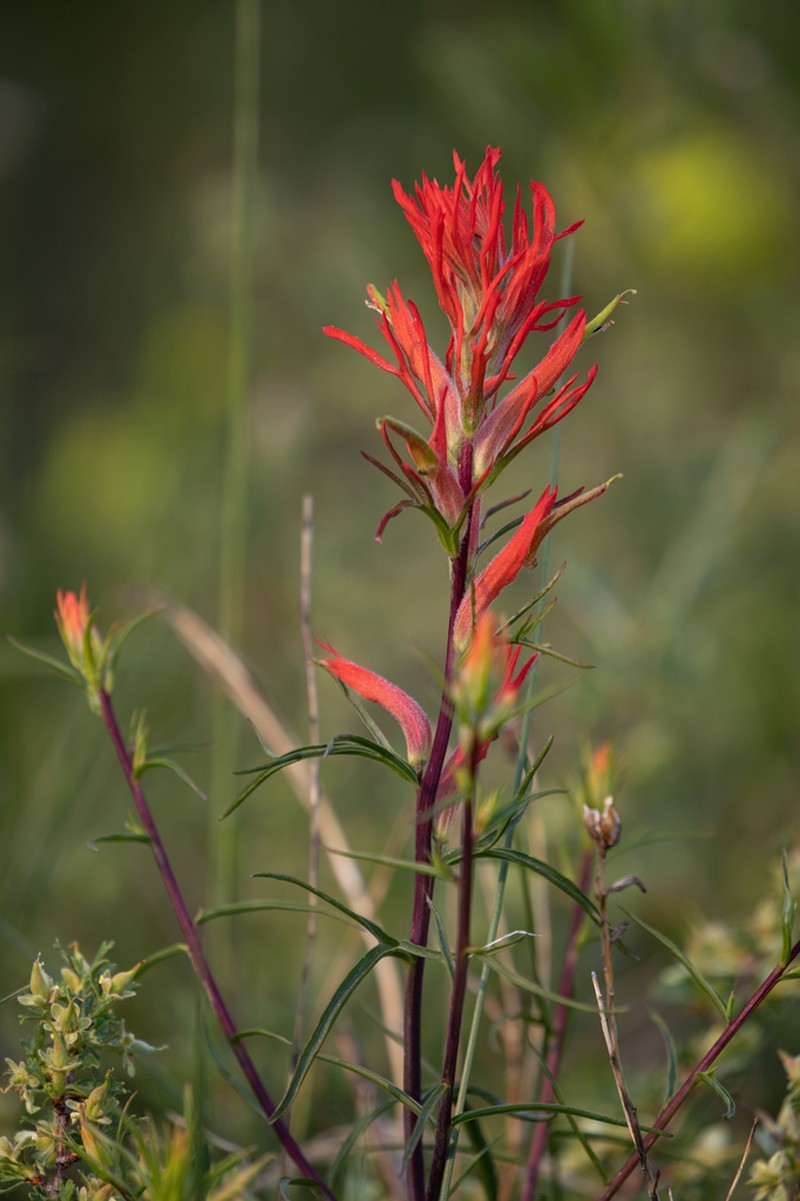 Wyoming Indian Paintbrush photo 4