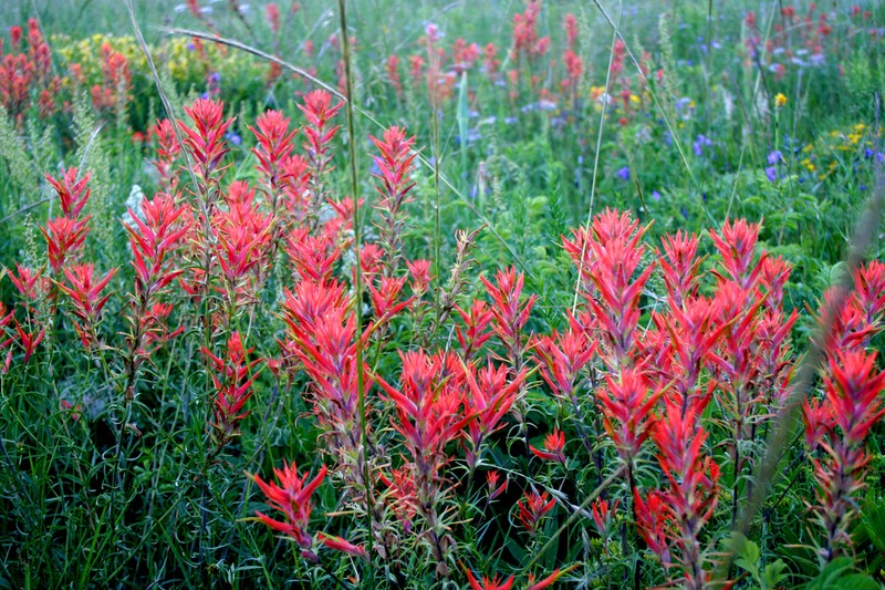 Wyoming Indian Paintbrush photo 5