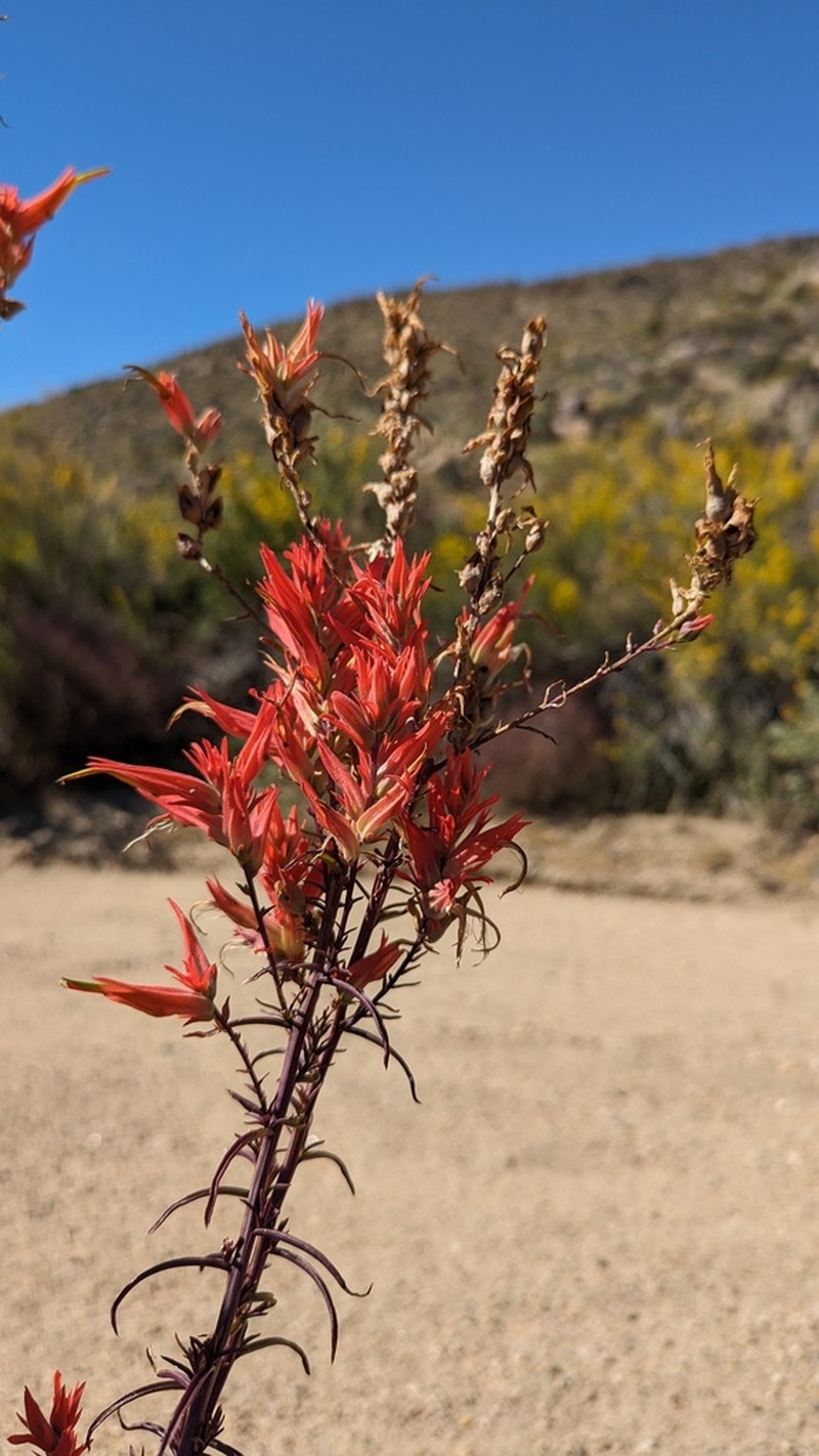Wyoming Indian Paintbrush photo 6