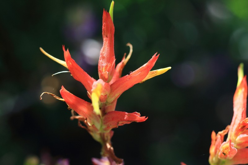 Wyoming Indian Paintbrush photo 7