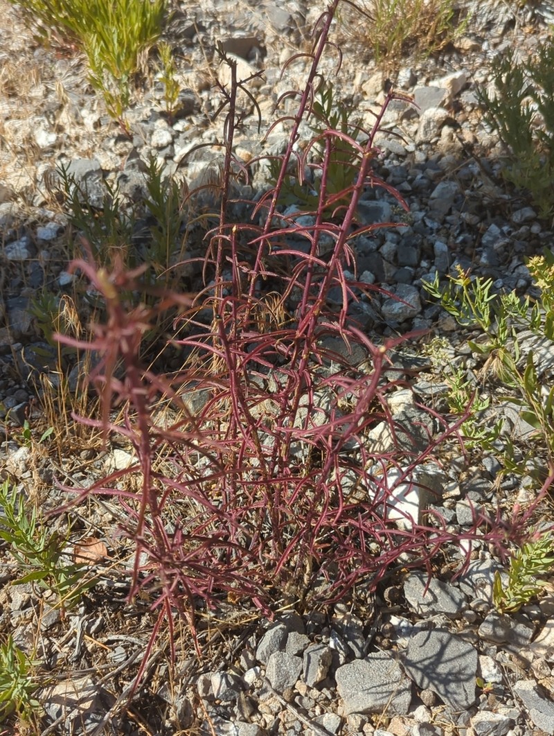 Wyoming Indian Paintbrush photo 8