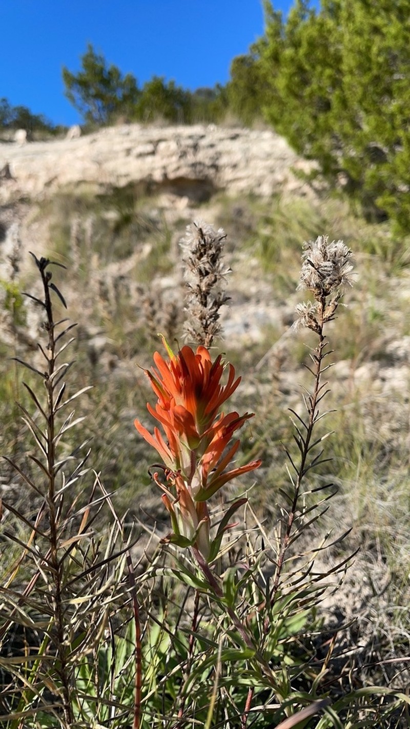 Castilleja lindheimeri