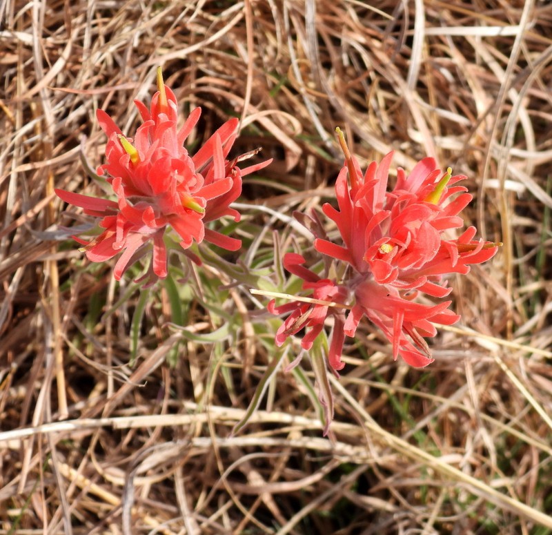 Castilleja lindheimeri photo 2