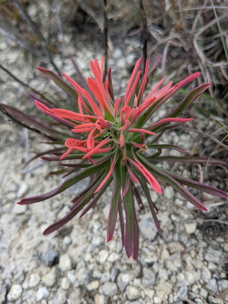 Castilleja lindheimeri photo 3