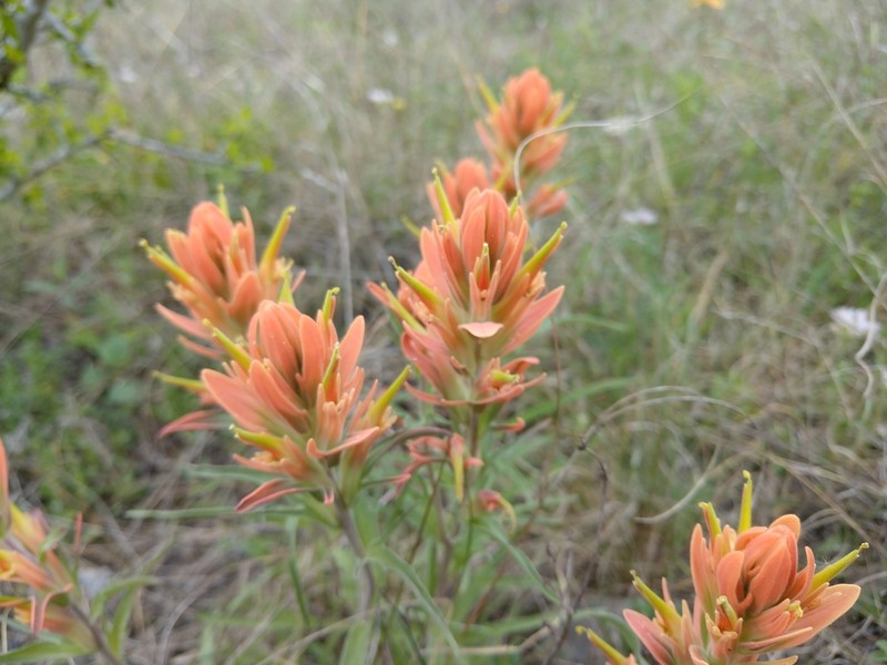 Castilleja lindheimeri photo 4