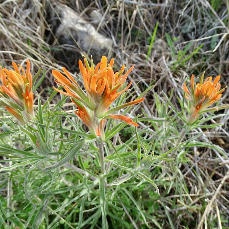 Castilleja lindheimeri photo 5
