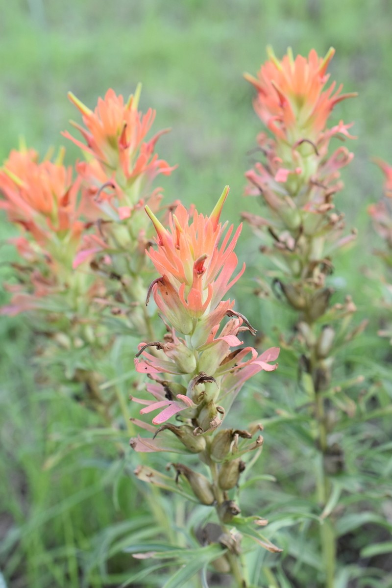 Castilleja lindheimeri photo 6