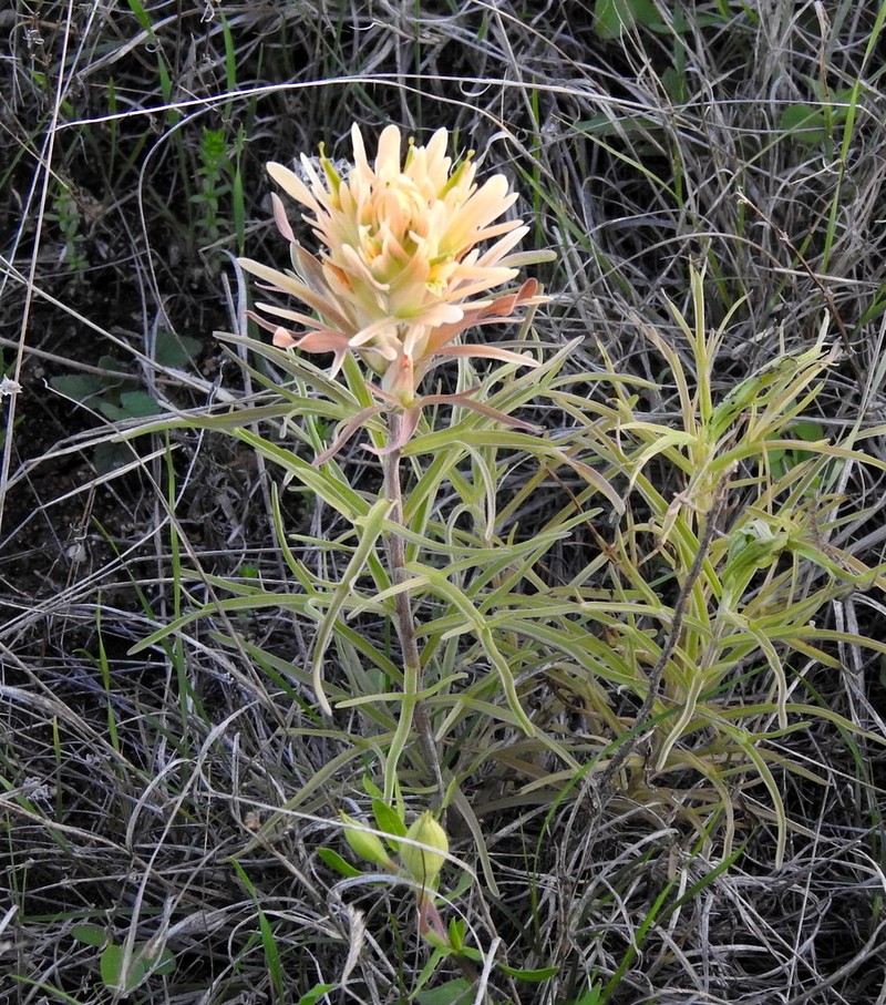 Castilleja lindheimeri photo 7
