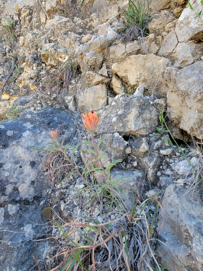 Castilleja lindheimeri photo 8