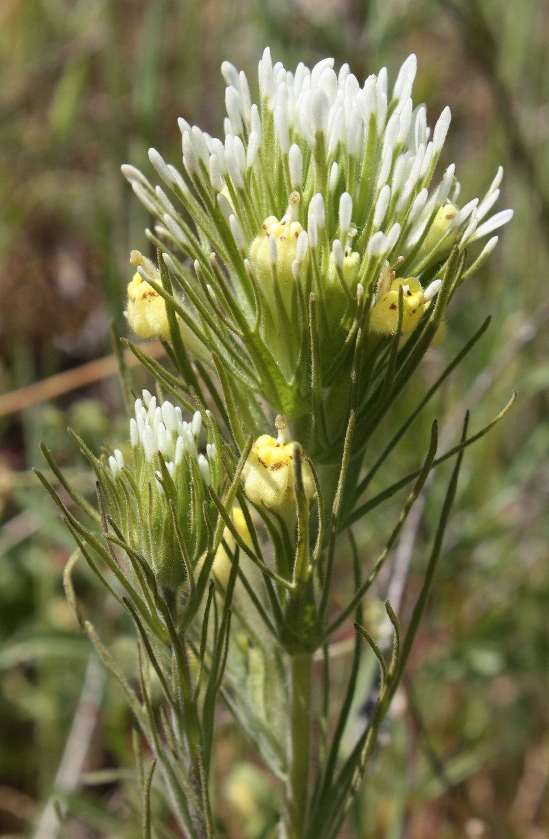 Sagebrush Indian Paintbrush
