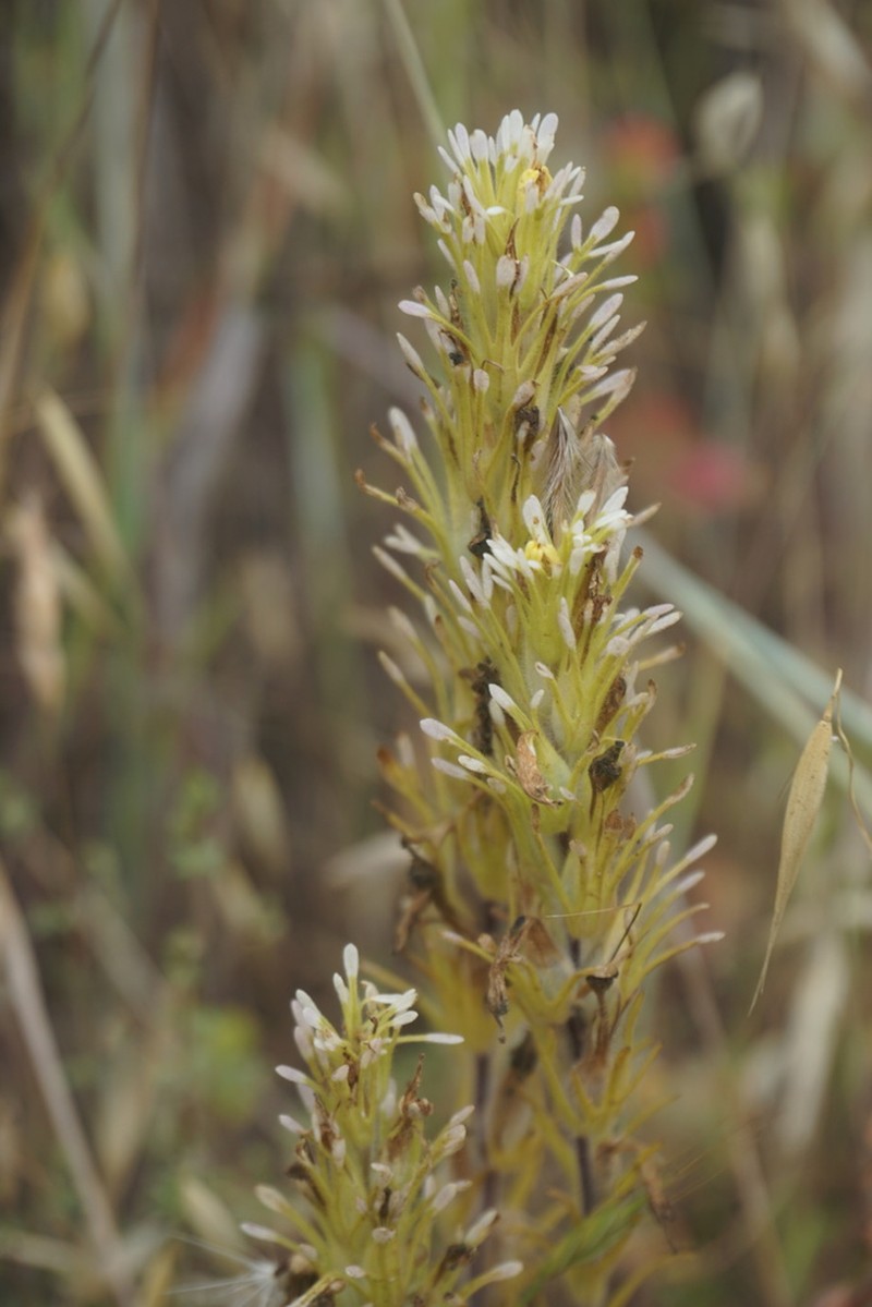 Castilleja lineariloba photo 2