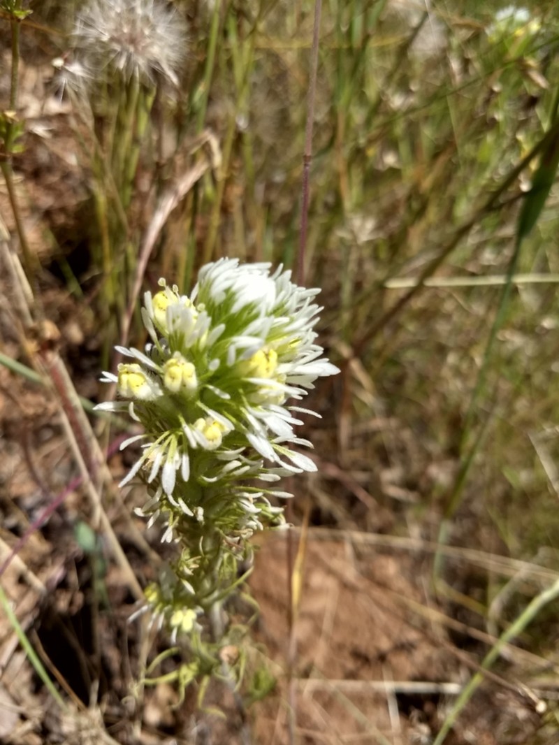 Castilleja lineariloba photo 3