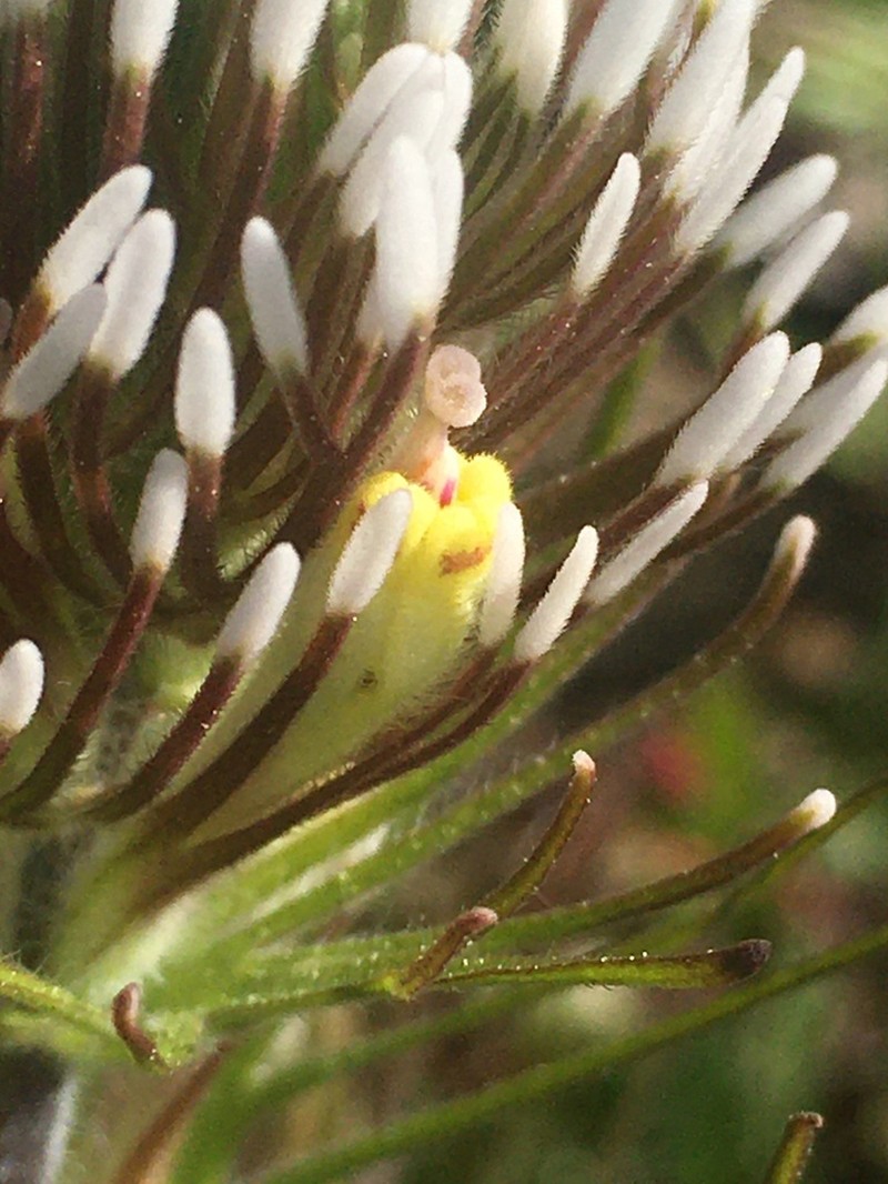 Castilleja lineariloba photo 4