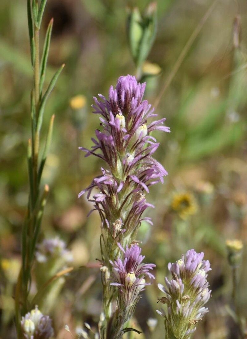Castilleja lineariloba photo 5