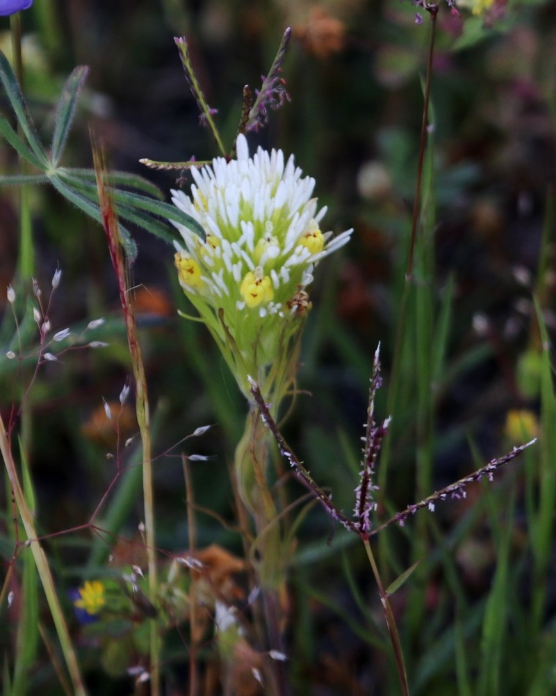 Castilleja lineariloba photo 6
