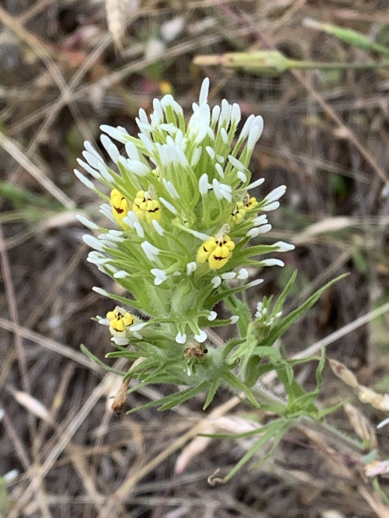 Castilleja lineariloba photo 8