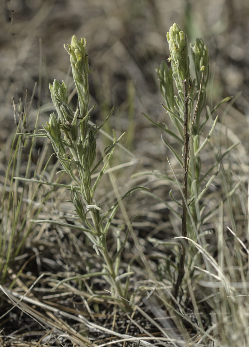Marshmeadow Indian Paintbrush
