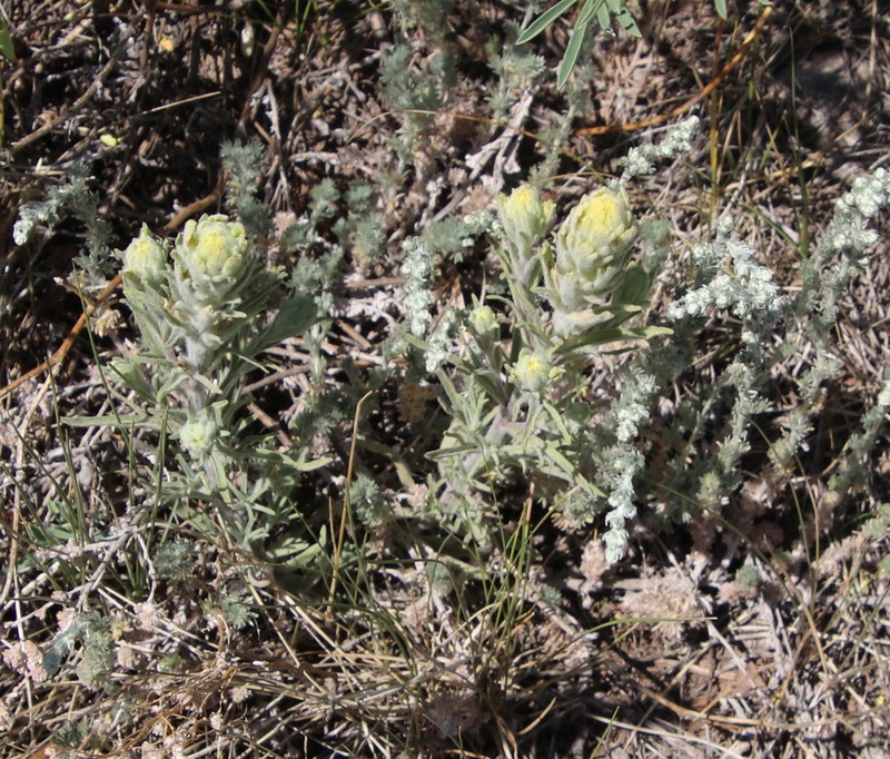 Marshmeadow Indian Paintbrush photo 2