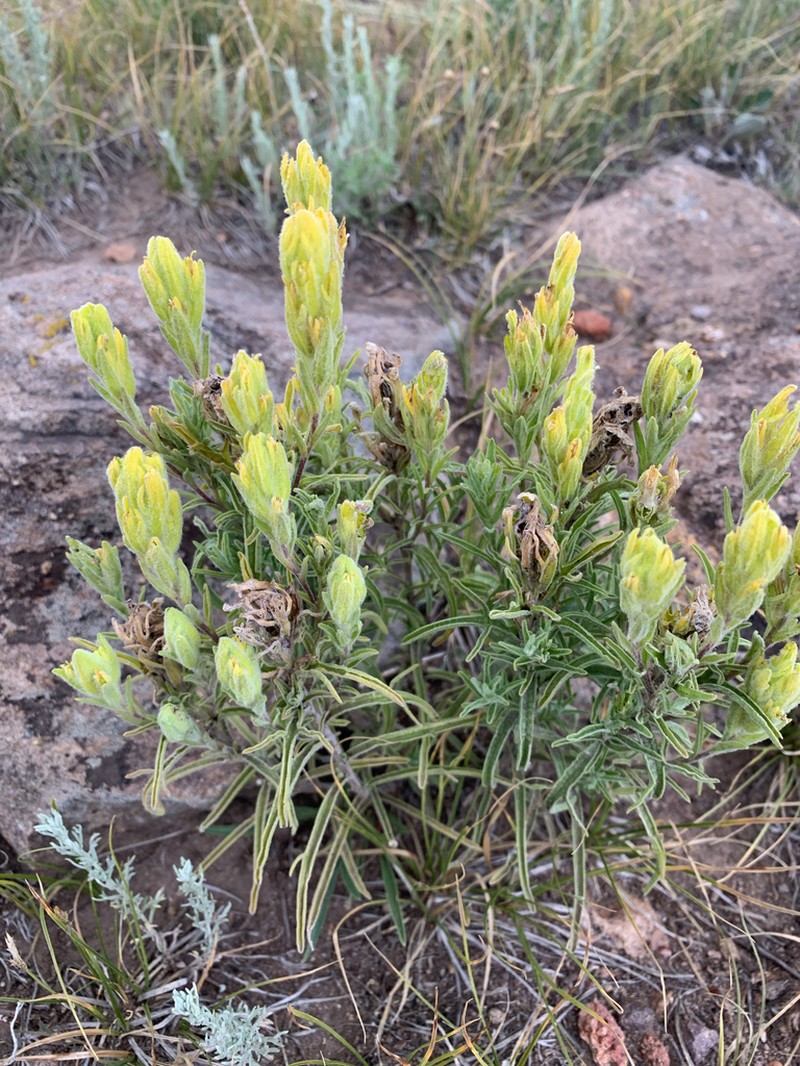 Marshmeadow Indian Paintbrush photo 3