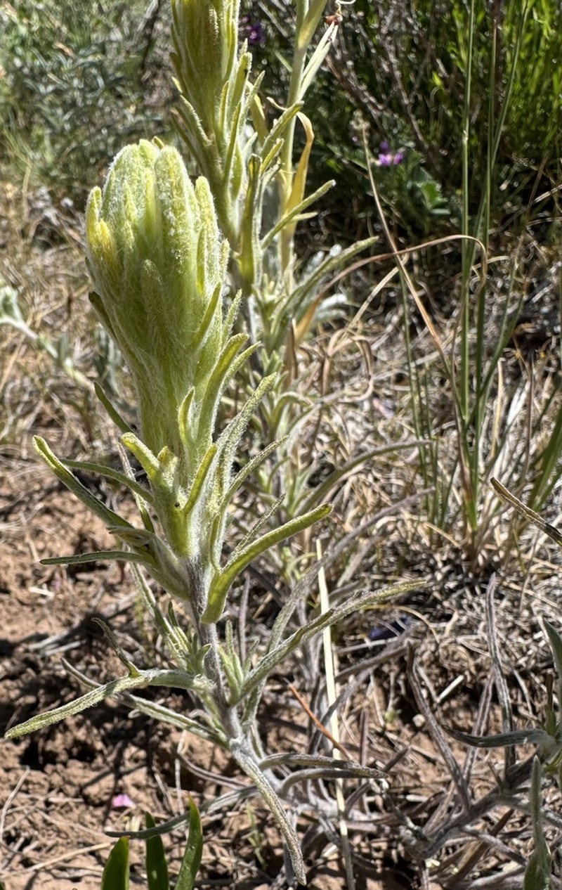 Marshmeadow Indian Paintbrush photo 4