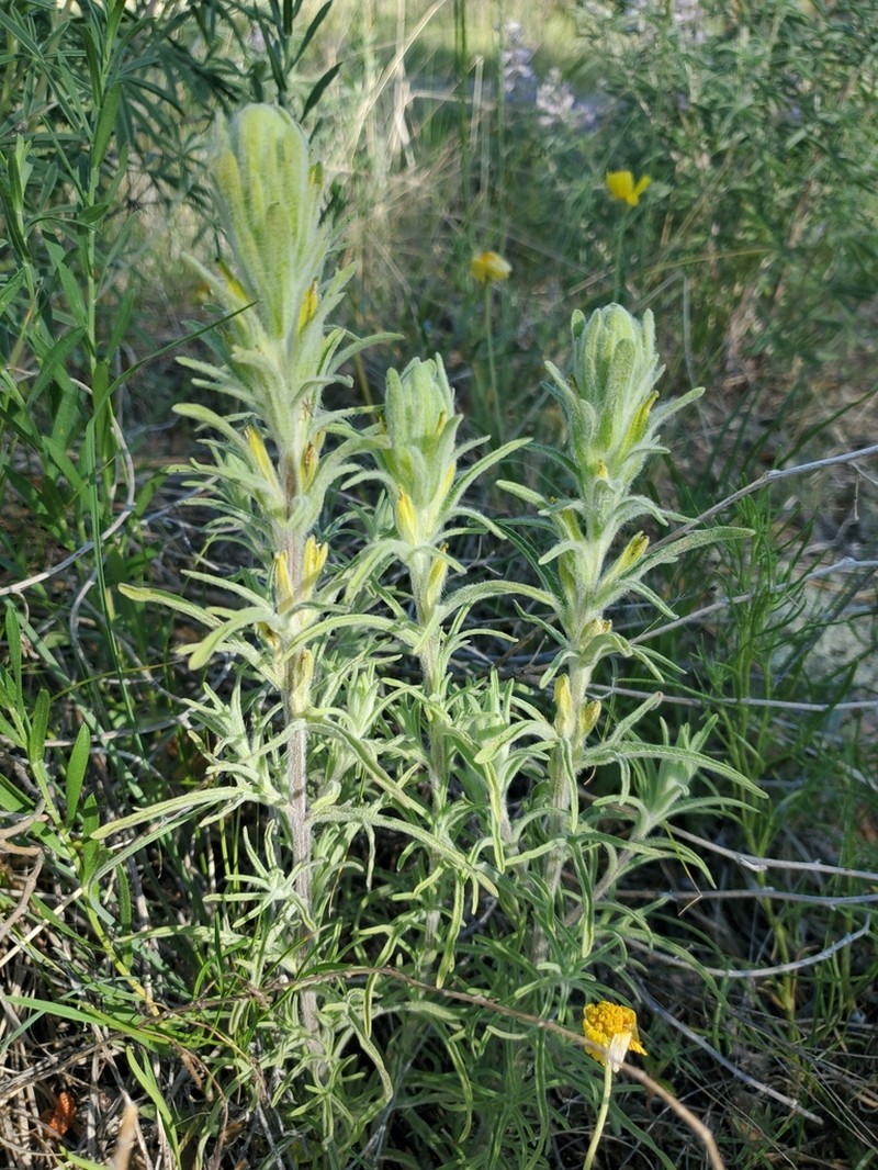 Marshmeadow Indian Paintbrush photo 5