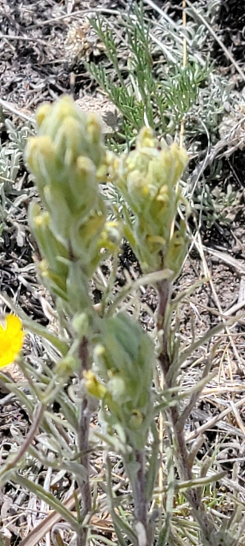 Marshmeadow Indian Paintbrush photo 6