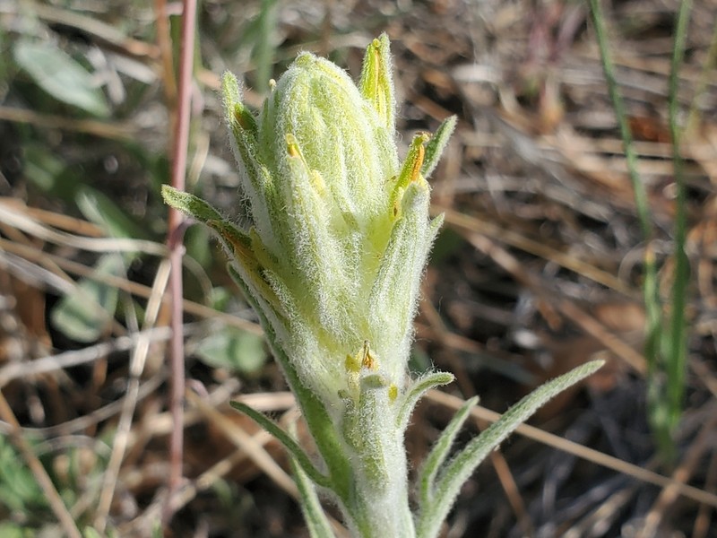 Marshmeadow Indian Paintbrush photo 7