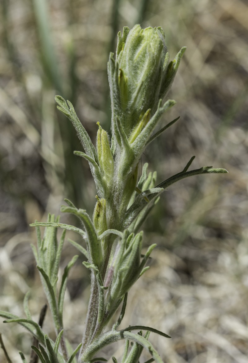 Marshmeadow Indian Paintbrush photo 8