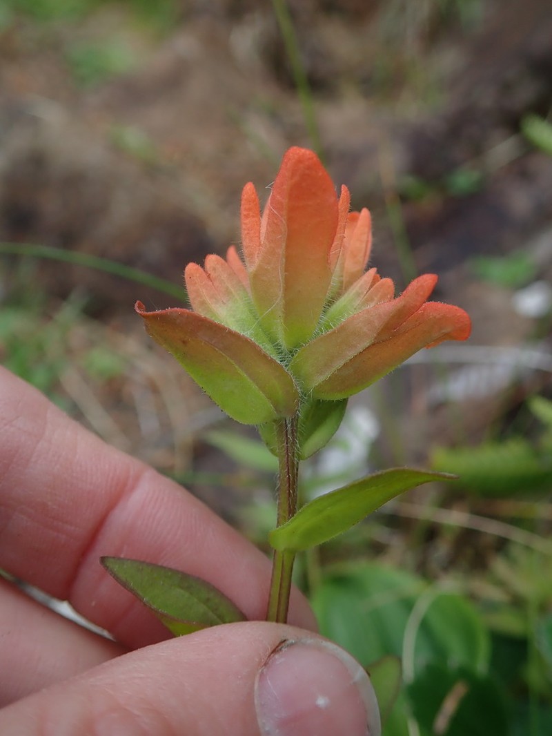 Castilleja litoralis