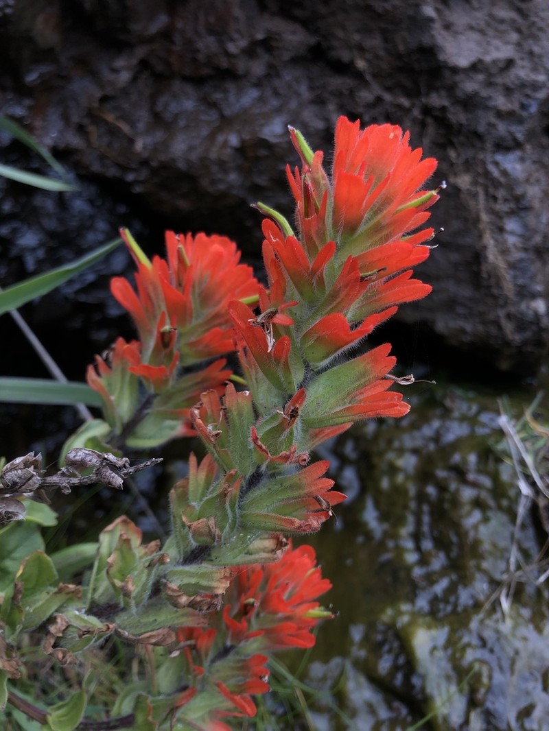 Castilleja litoralis photo 2