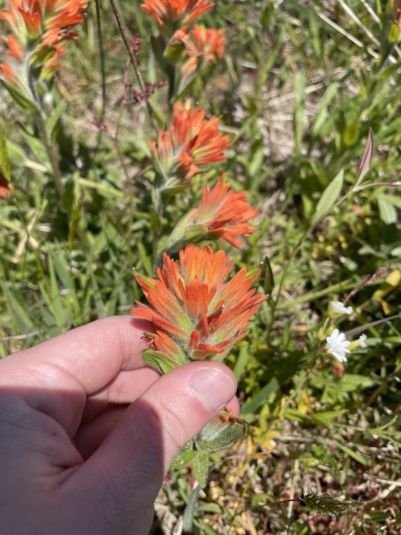 Castilleja litoralis photo 3