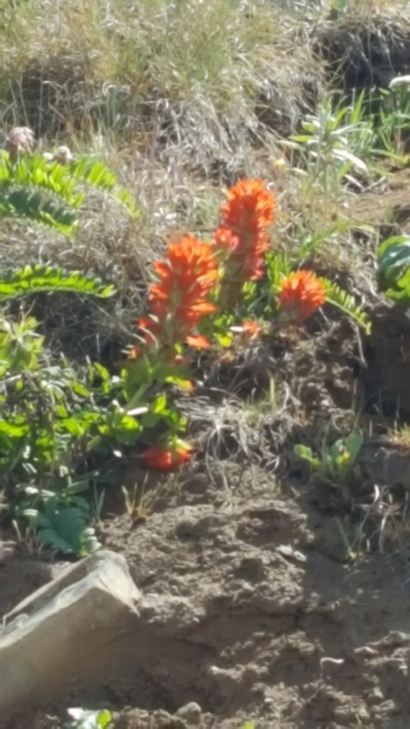Castilleja litoralis photo 4