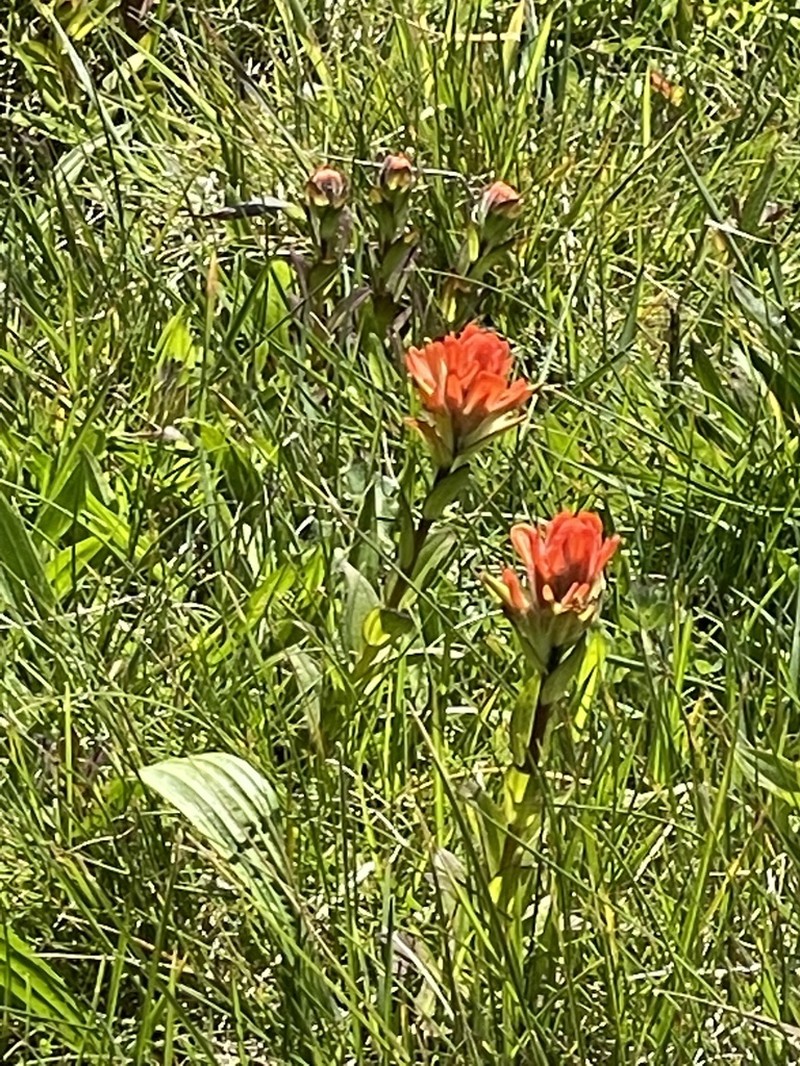 Castilleja litoralis photo 5