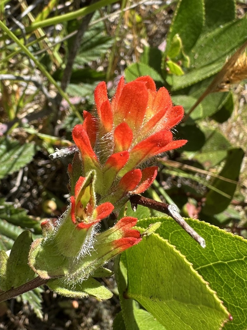 Castilleja litoralis photo 6