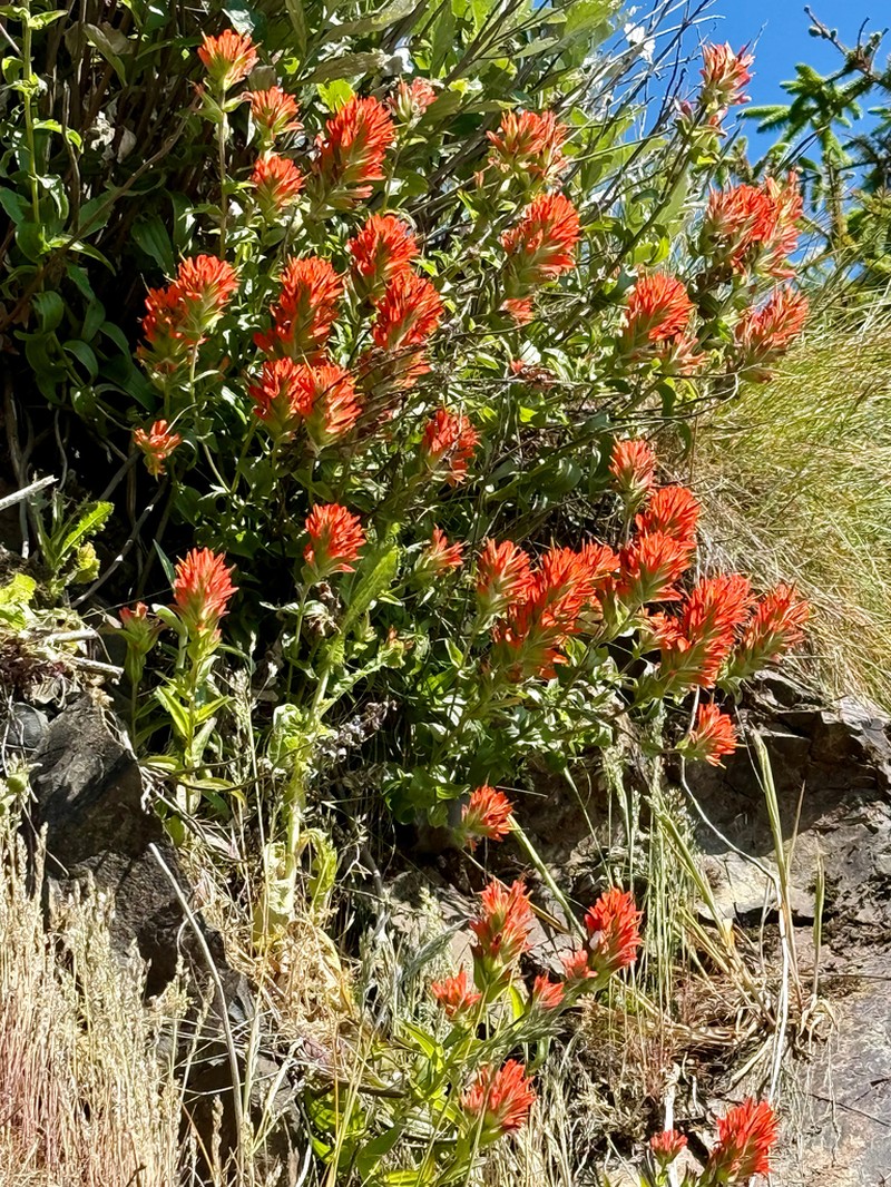 Castilleja litoralis photo 7