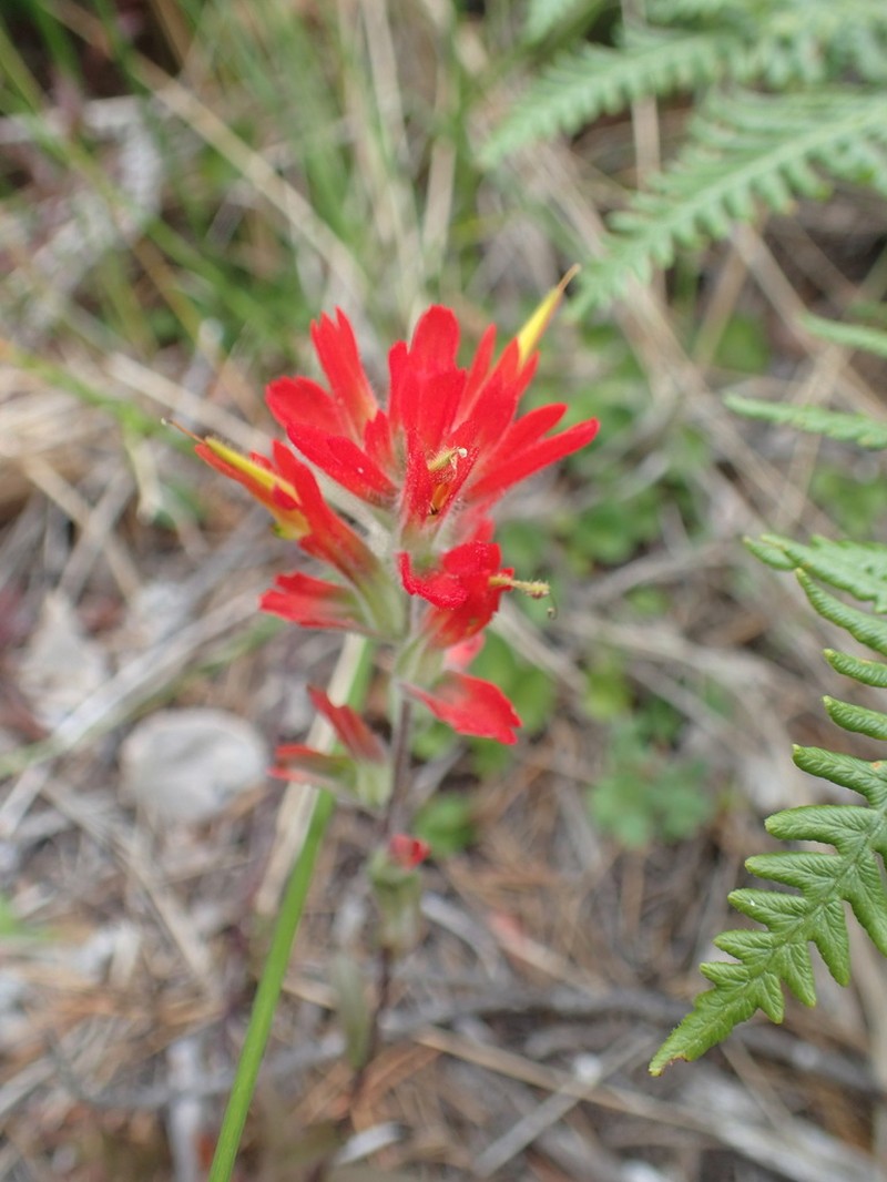 Castilleja litoralis photo 8