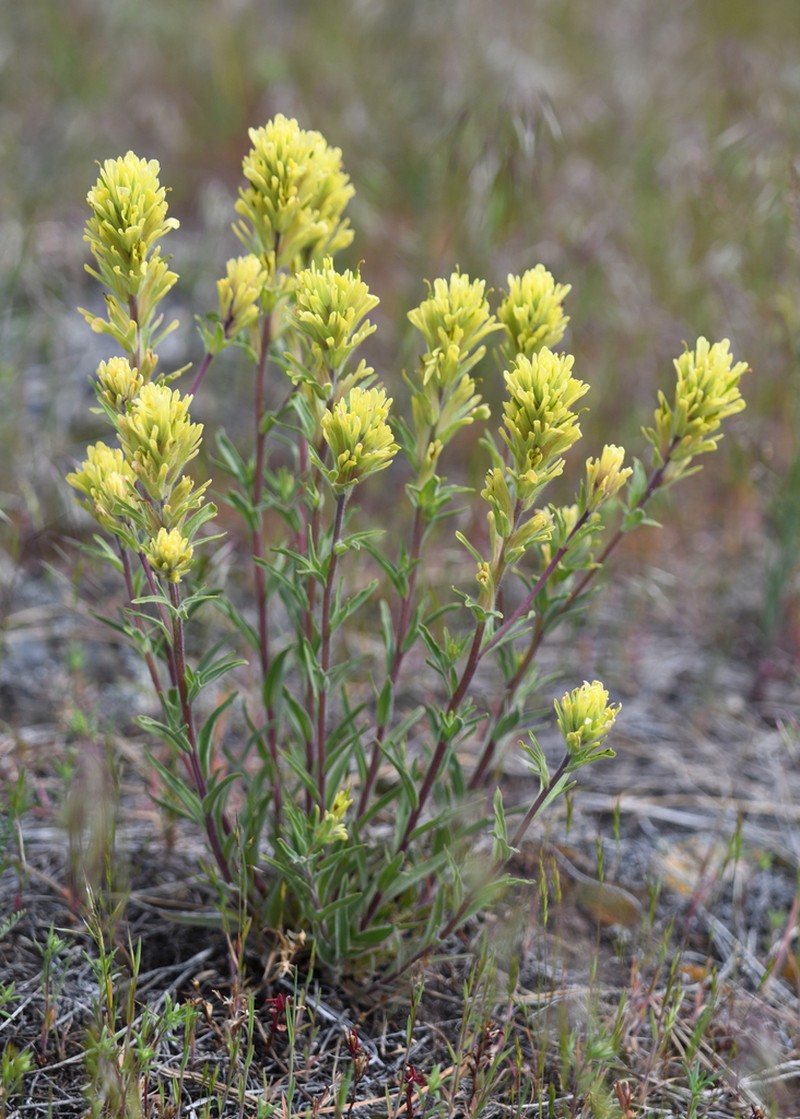 Stiff Yellow Indian Paintbrush