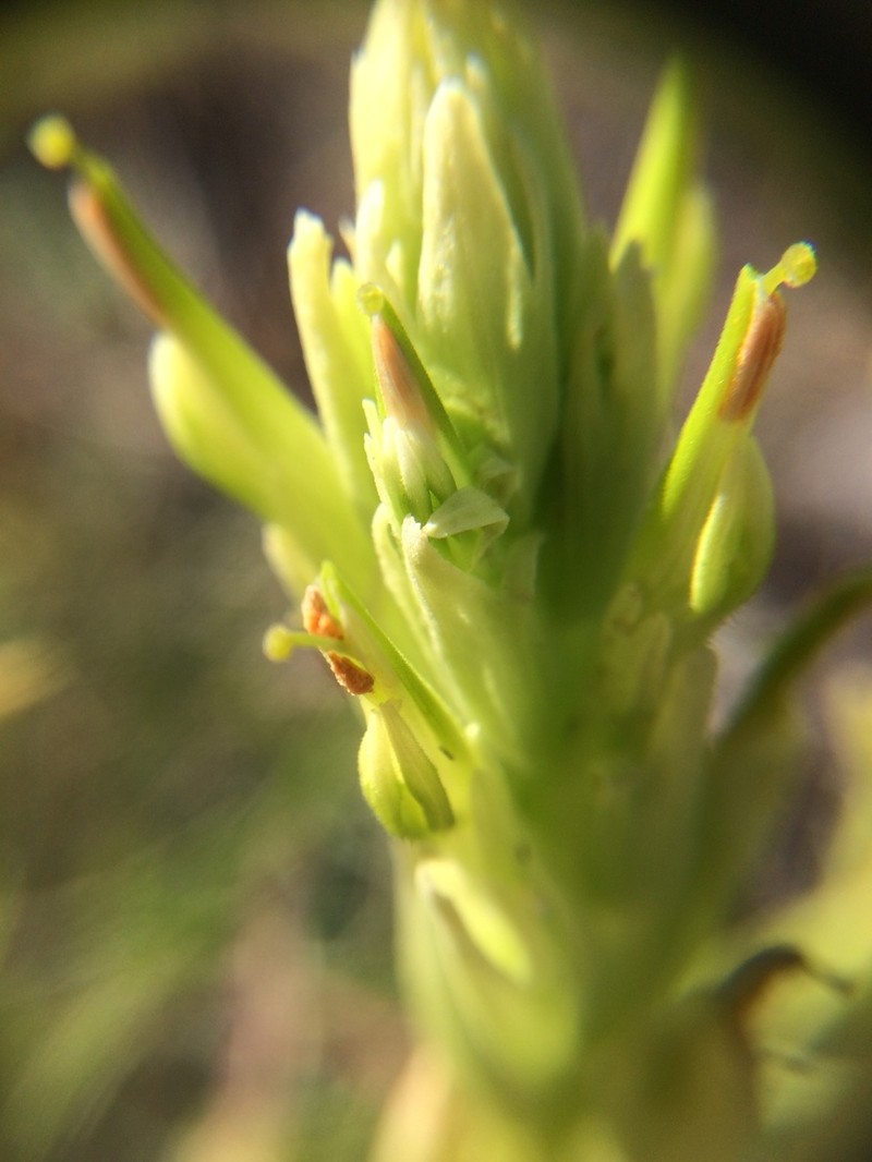 Stiff Yellow Indian Paintbrush photo 2